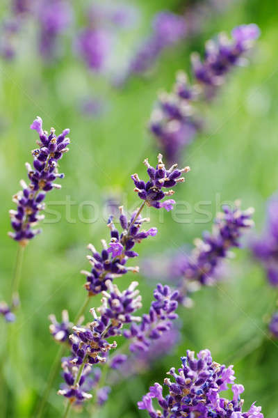 summer lavender flowering in garden Stock photo © artush