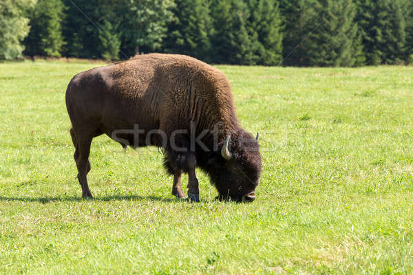 Bison einfach Gras Natur Sommer Stock foto © artush