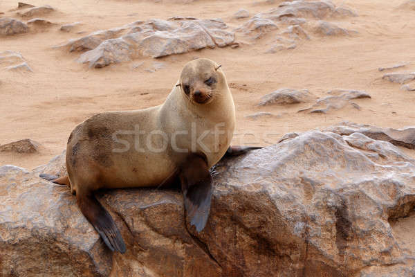 Small sea lion - Brown fur seal in Cape Cross, Namibia Stock photo © artush