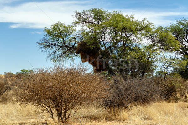 African masked weaver big nest on tree Stock photo © artush