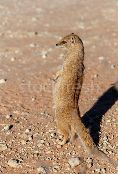 Yellow mongoose, Kalahari desert, South Africa  Stock photo © artush