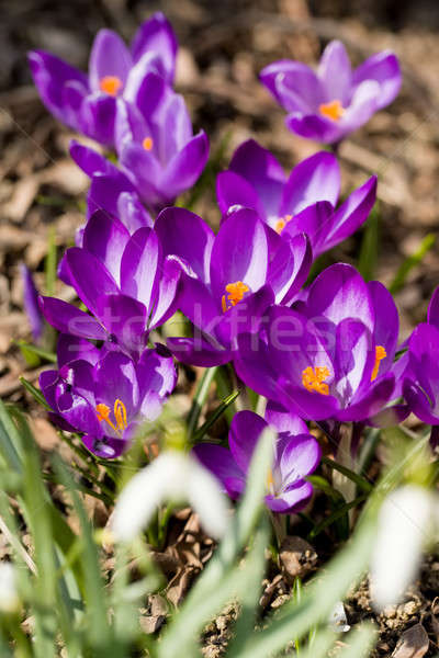first spring flowers in garden crocus Stock photo © artush