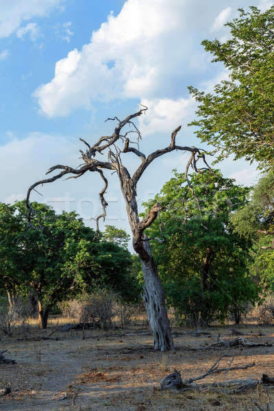 African landscape Stock photo © artush