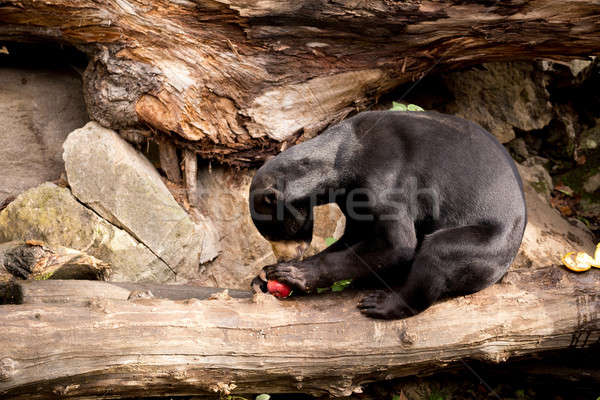 Sun bear also known as a Malaysian bear Stock photo © artush
