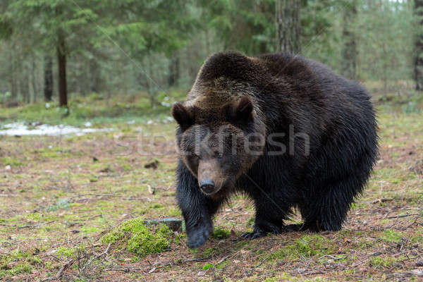 Niedźwiedź brunatny zimą lasu duży mężczyzna Europie Zdjęcia stock © artush