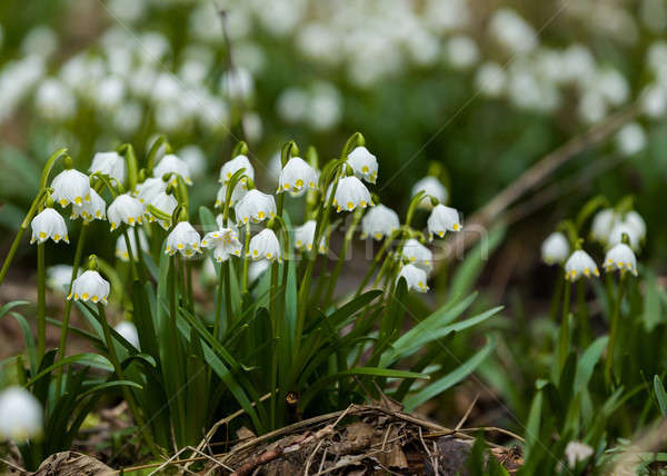 Presto primavera fiocco di neve fiori gruppo foresta Foto d'archivio © artush