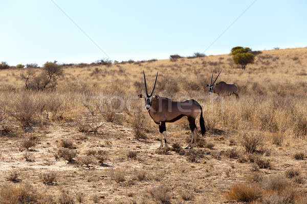 Stockfoto: Park · South · Africa · landschap · achtergrond · woestijn · zand