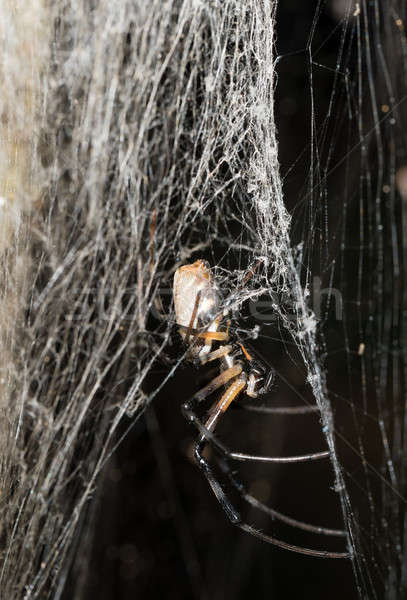 Stock photo: big white spider Nephilengys livida Madagascar