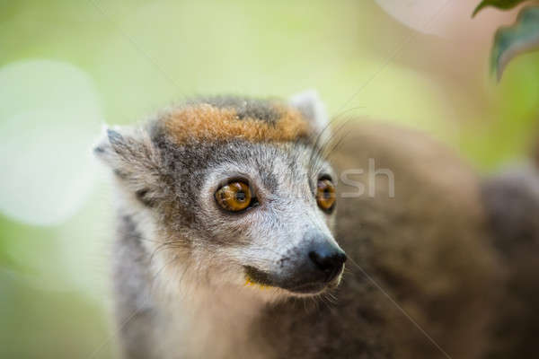 crowned lemur Ankarana National Park Stock photo © artush