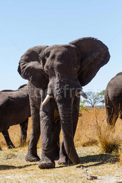 非洲大象 非洲 野生動物園 野生動物 遊戲 商業照片 © artush
