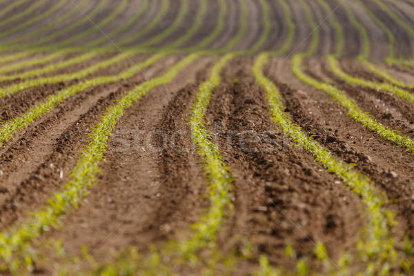 spring plowed field curves Stock photo © artush