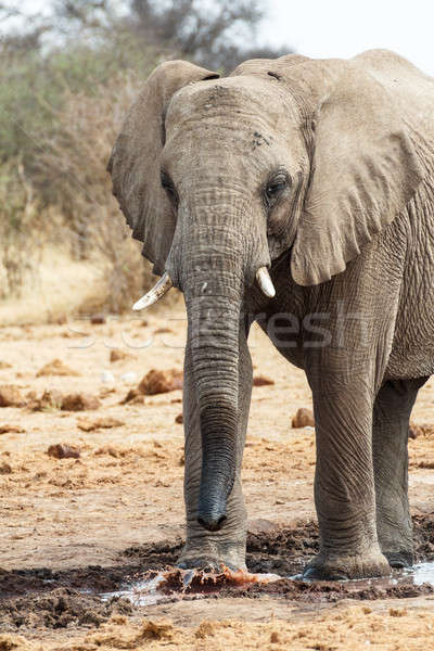 Majestic african elephants, Etosha, Namibia Stock photo © artush