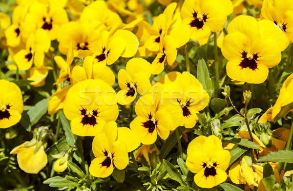 yellow pansy flowers Stock photo © artush