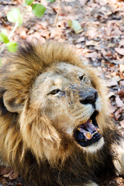 Portrait of Lion with open mouth shoving big teeth.  Stock photo © artush