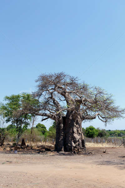 majestic baobab tree Stock photo © artush