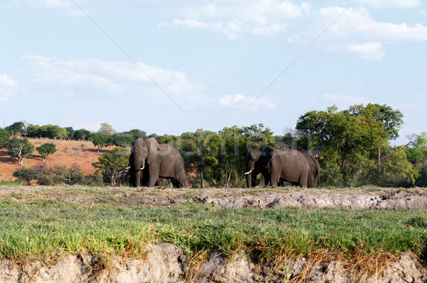 African Elephant in Chobe National Park Stock photo © artush
