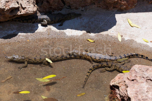 baby of a Nile Crocodile Stock photo © artush