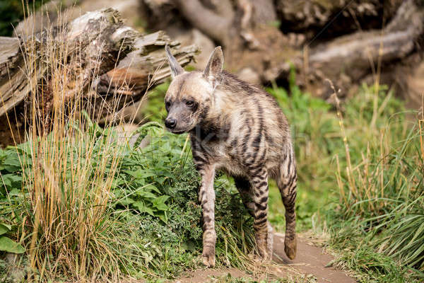 A rayas hiena cabeza oscuro ojos desierto Foto stock © artush