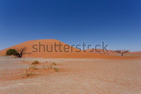 Dune 45 in sossusvlei Namibia with dead tree Stock photo © artush