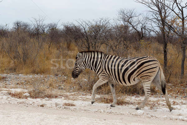 Zebra in african bush Stock photo © artush