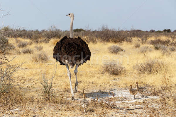 Family of Ostrich with chickens, Namibia Stock photo © artush