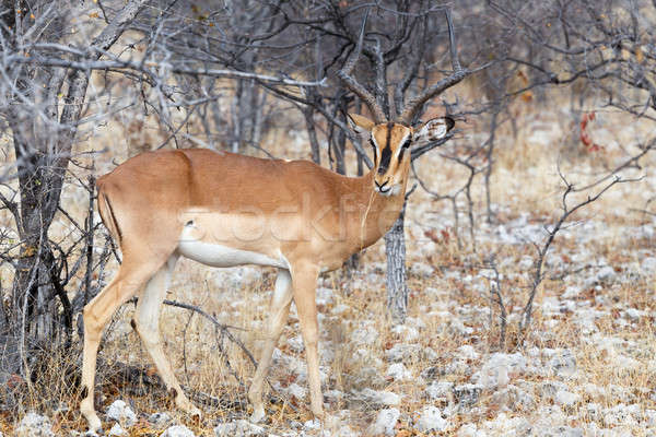 Portrait of Impala antelope Stock photo © artush