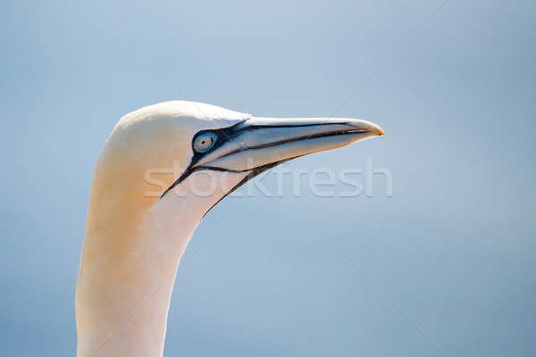 northern gannet sitting on the nest Stock photo © artush
