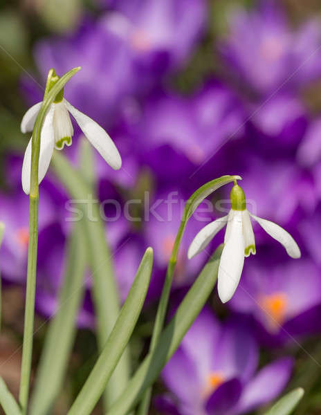 Bloeien eerste bloem voorjaar tuin Stockfoto © artush