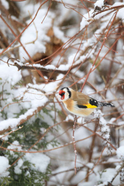 small bird European goldfinch in winter Stock photo © artush