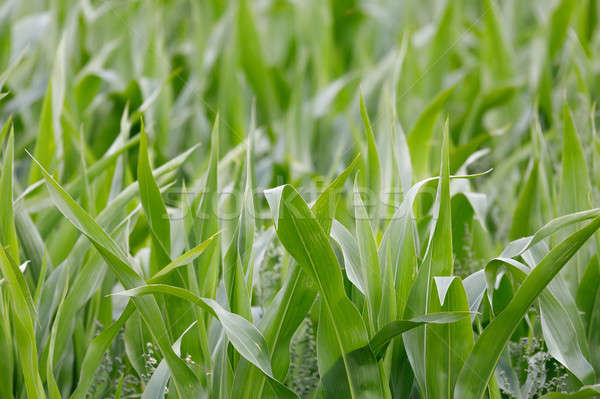 young green corn field with shallow focus Stock photo © artush