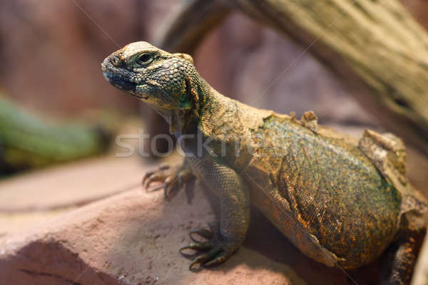Uromastyx is a genus of African and Asian agamid lizards Stock photo © artush