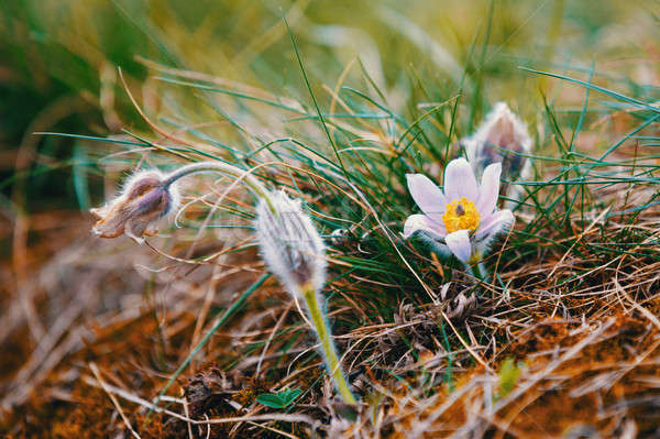 Fleur de printemps faible fleur très tôt printemps belle [[stock_photo]] © artush
