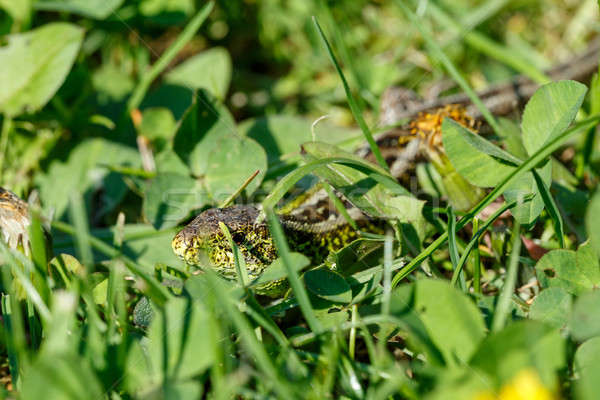 small lizard Lacerta agilis Stock photo © artush