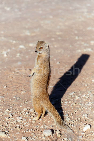 Yellow mongoose, Kalahari desert, South Africa Stock photo © artush