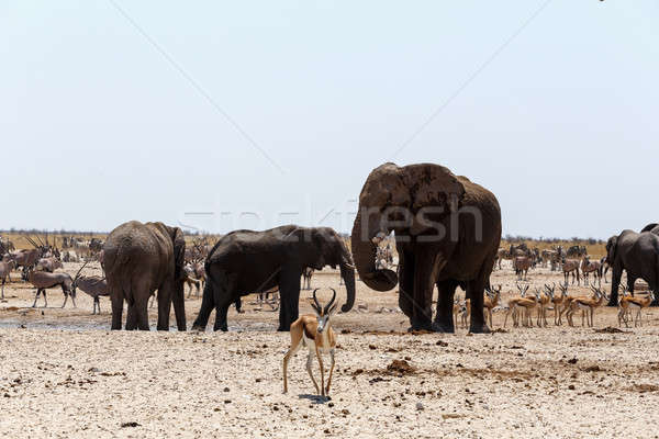 Zatłoczony słonie zebry parku Namibia przyrody Zdjęcia stock © artush