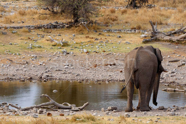 rear view african elephants in Etosha  Stock photo © artush