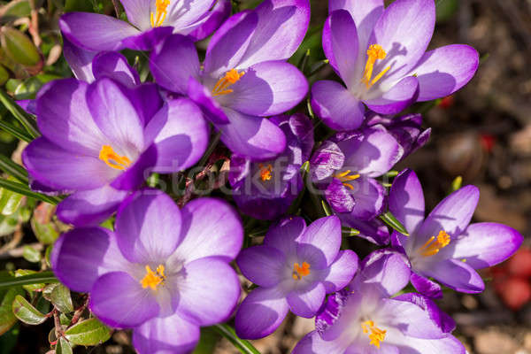 first spring flowers in garden crocus Stock photo © artush