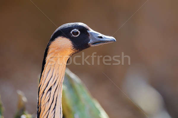 Hawaiian goose (Branta sandvicensis) Stock photo © artush