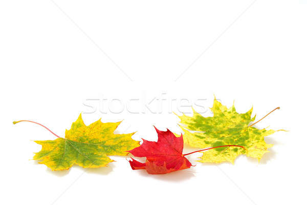 autumn maple leaf on white background Stock photo © artush