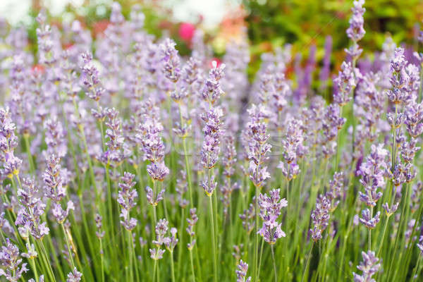 Lavender close up Stock photo © artush