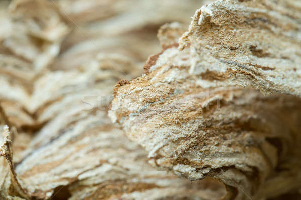 оса гнезда текстуры пусто фон Сток-фото © artush