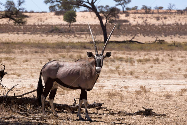 Gemsbok, Oryx gazella Stock photo © artush