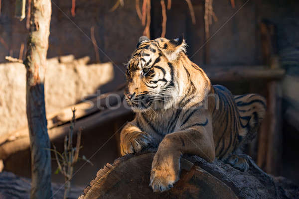 Sumatran Tiger, Panthera tigris sumatrae Stock photo © artush