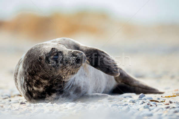 Young atlantic Grey Seal portrait Stock photo © artush