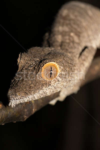 Stockfoto: Reus · gekko · speciaal · reserve · noordelijk · dier