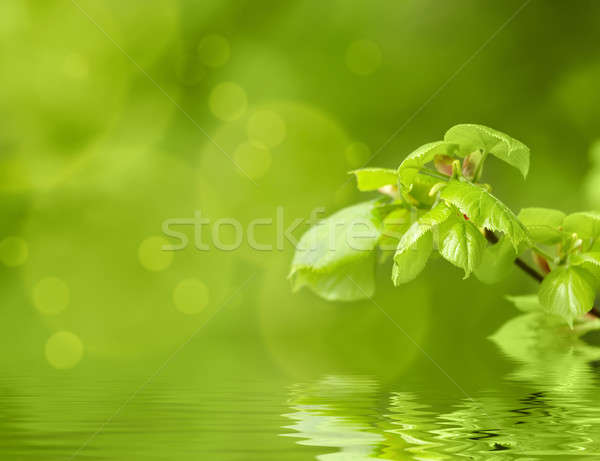 Green spring background with shallow focus and refflection Stock photo © artush