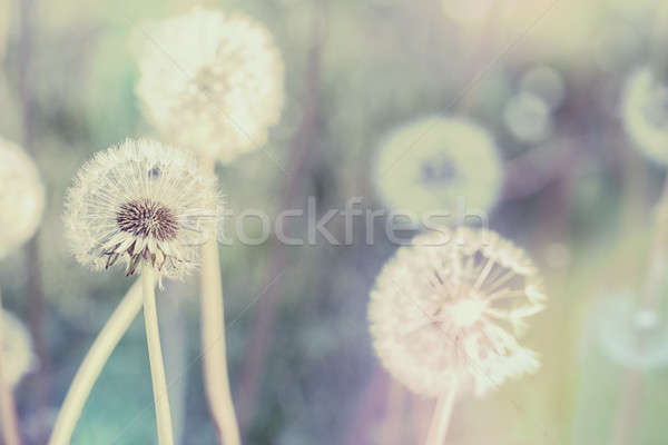 Stock photo: close up of Dandelion with abstract color
