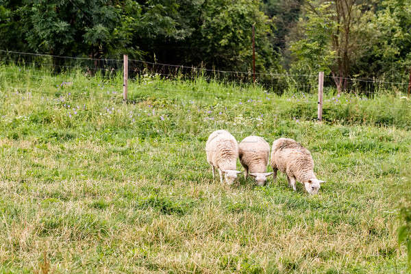 Sheep in a meadow Stock photo © artush