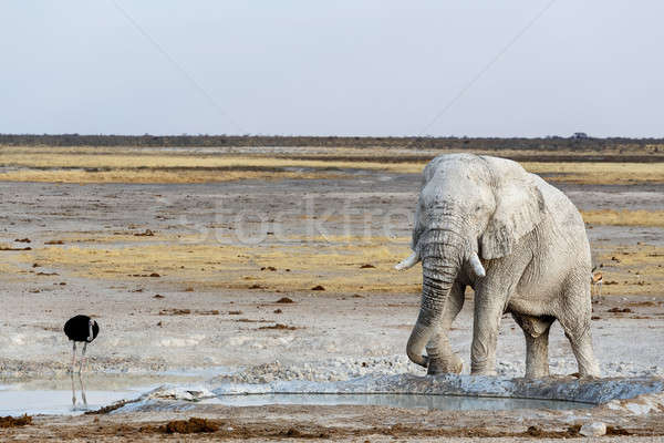 White african elephants on Etosha waterhole Stock photo © artush