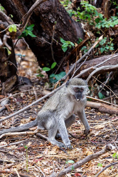 Vervet monkey, Chlorocebus pygerythrus Stock photo © artush